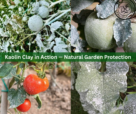 Beyond Beauty: Kaolin Clay in the Garden — Natural Spray for Sunburn Protection & Pest Deterrence
